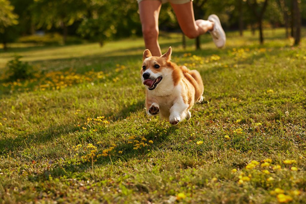 TVS-Hospitals-6-The-Ultimate-Summer-Care-Guide-for-Dogs-and-Cats