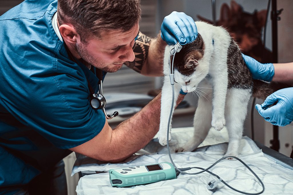 TVS-Hospitals-8-From-Smart-Collars-to-AI-Diagnostics-The-Future-of-Pet-Care-Arrives